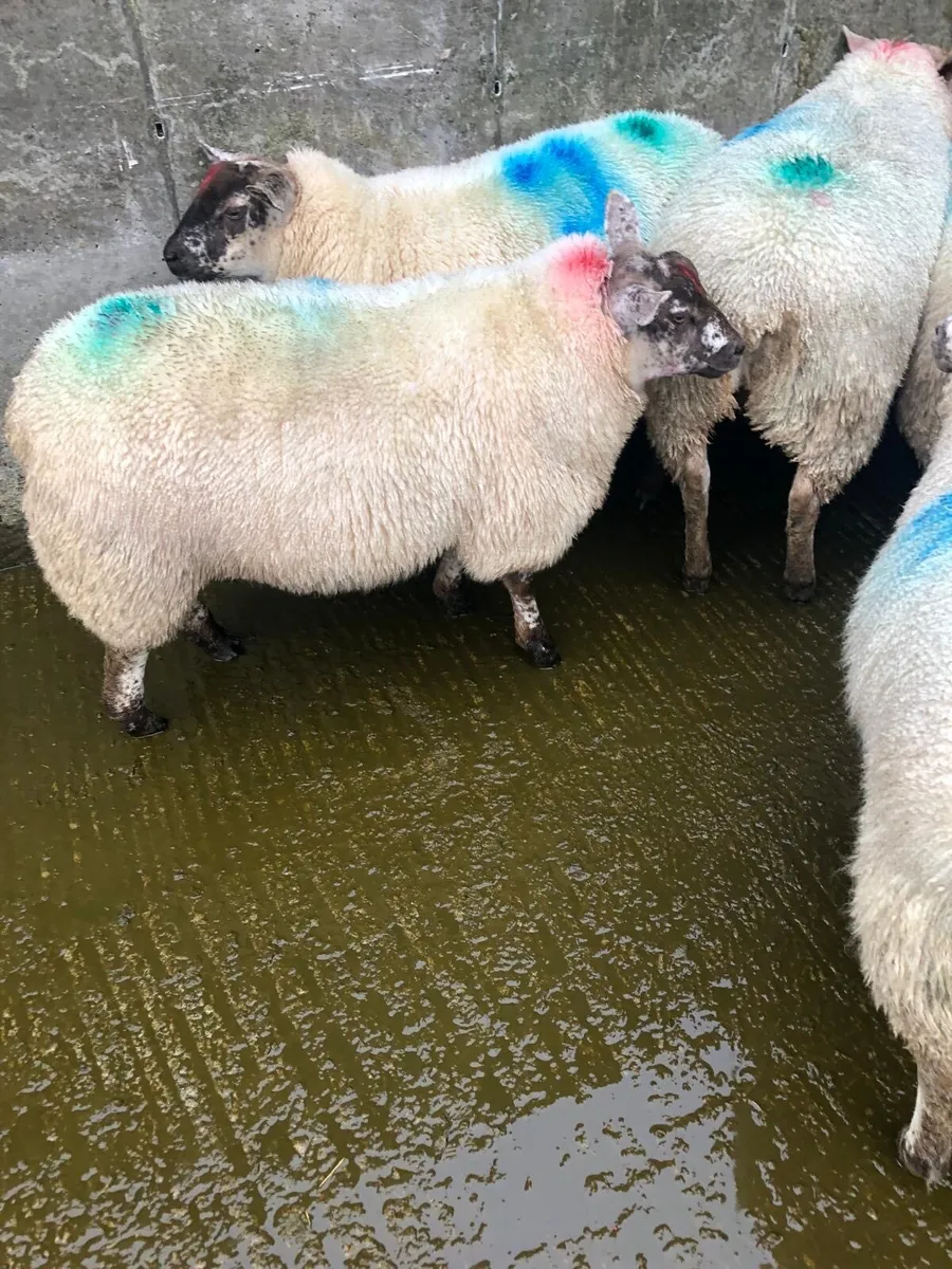 8 BeltexXSuffolkXMule ewe lambs - Image 4