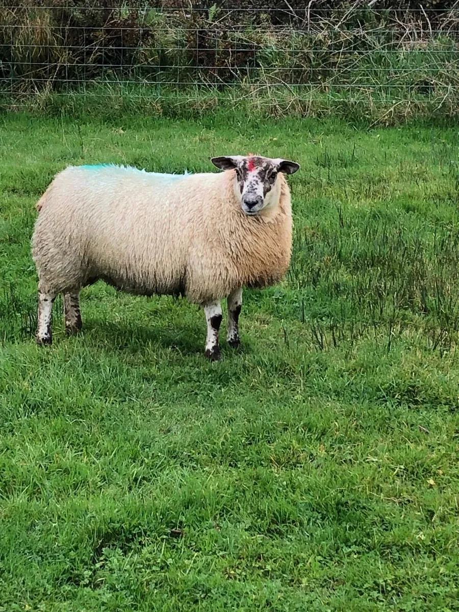 8 BeltexXSuffolkXMule ewe lambs - Image 1