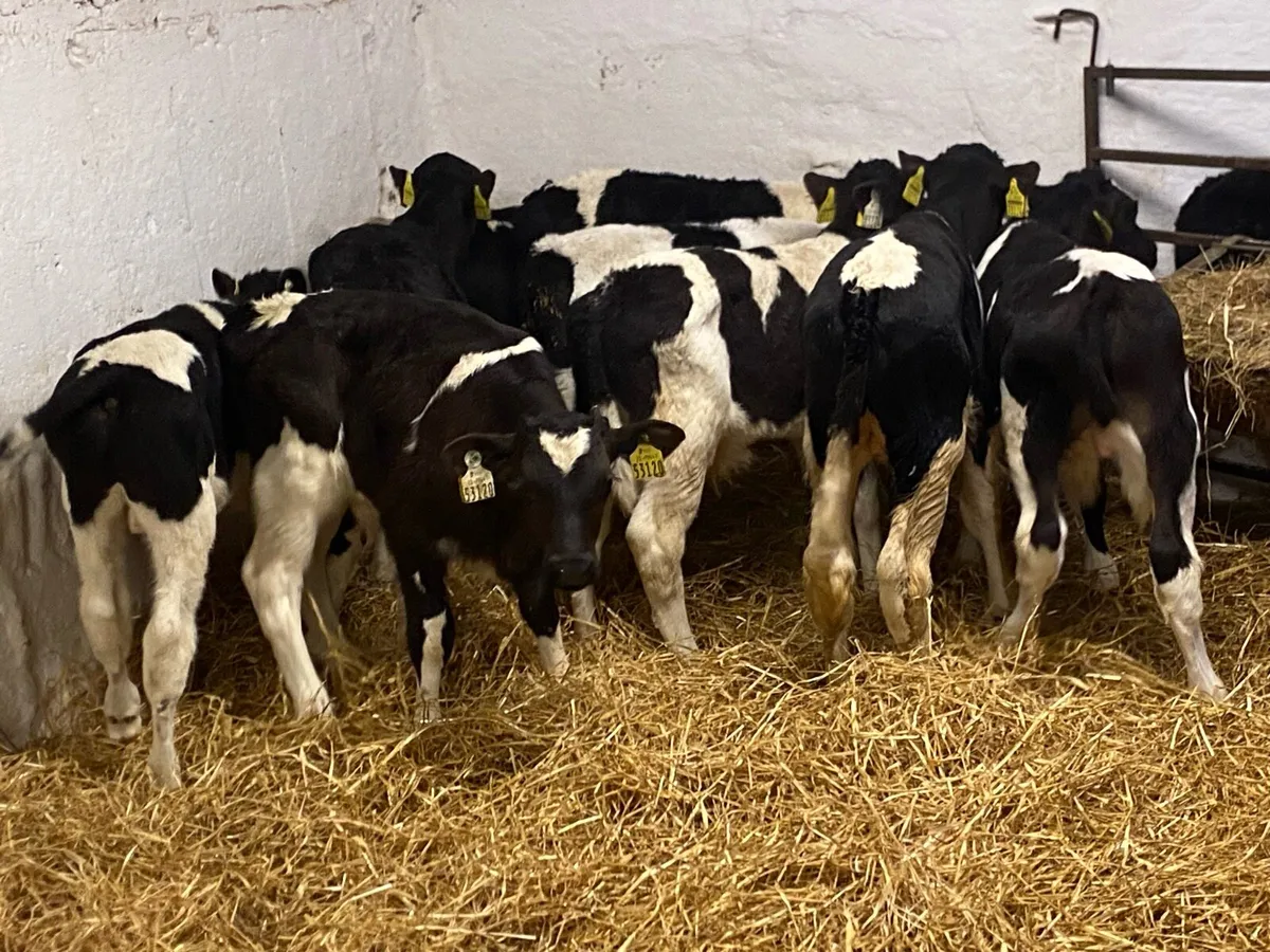 12 Proper FR Bull Calves - Farm Direct - Image 1