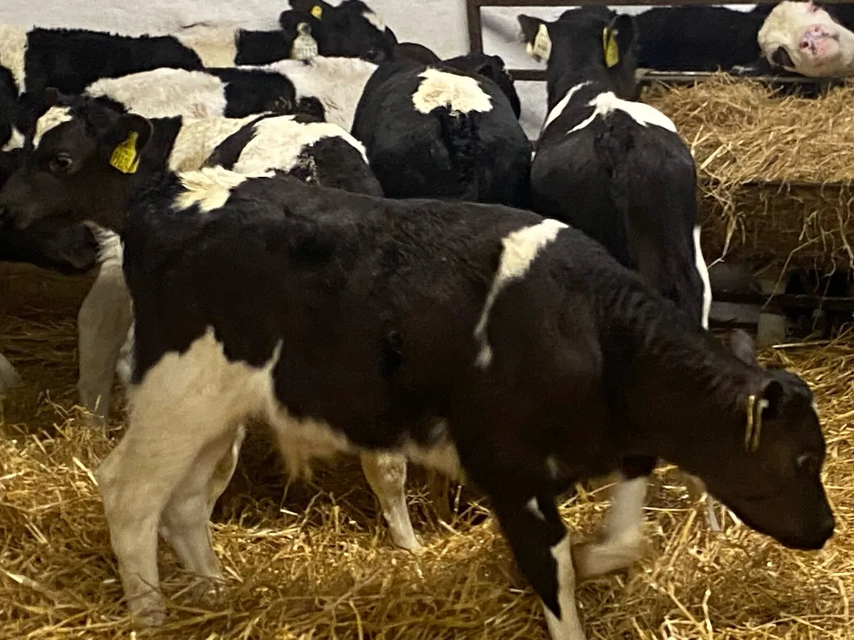 12 Proper FR Bull Calves - Farm Direct - Image 2