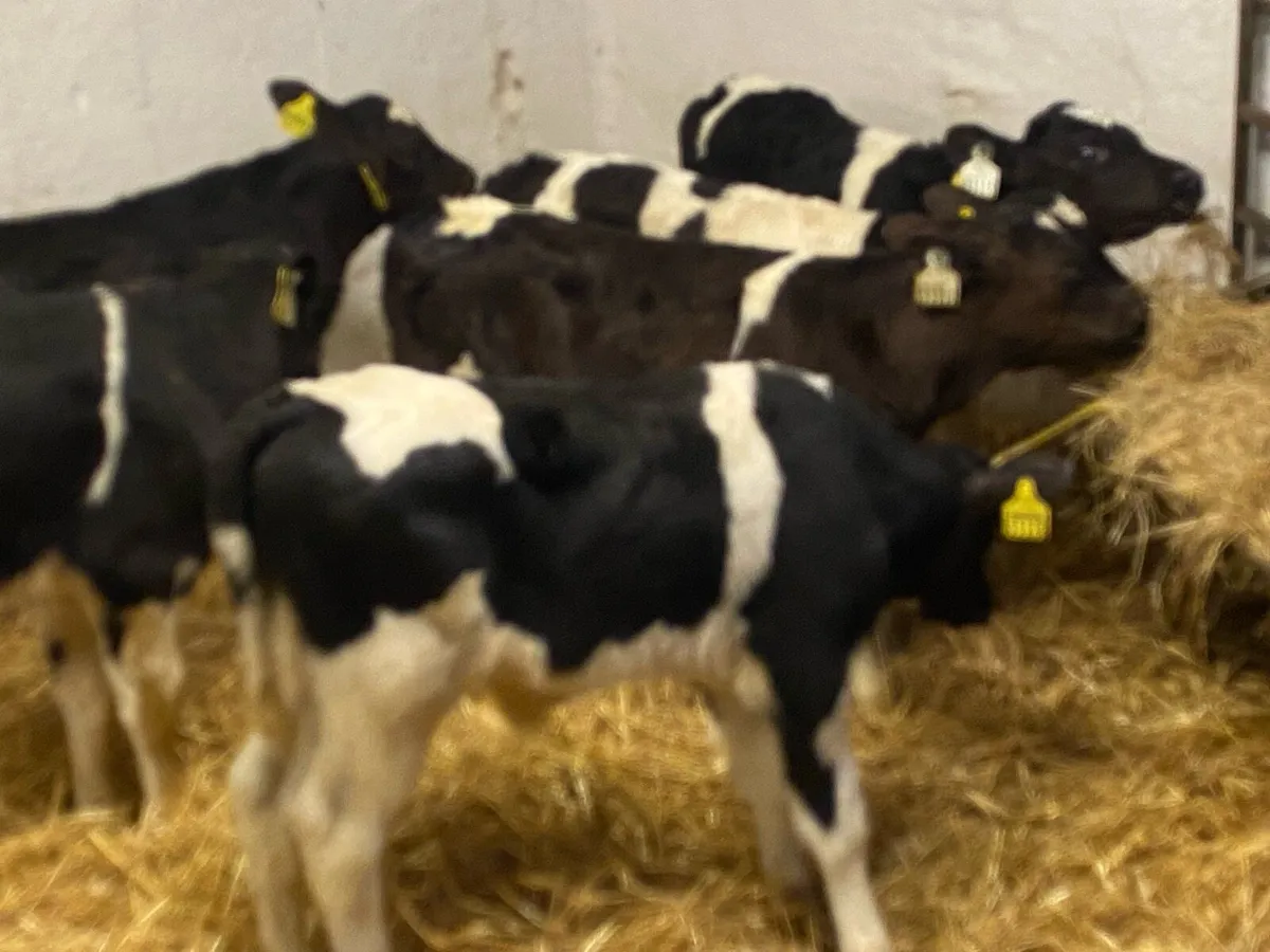 12 Proper FR Bull Calves - Farm Direct - Image 3