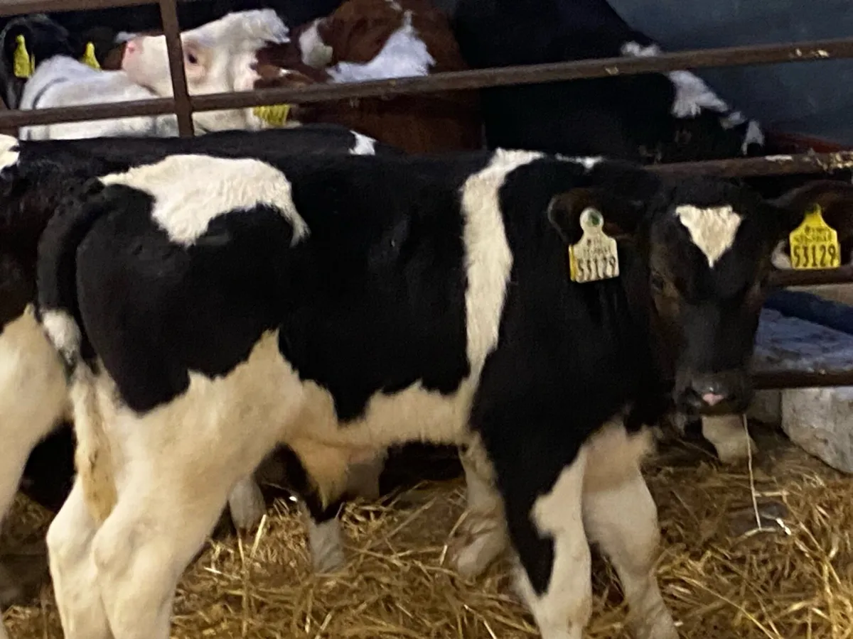 12 Proper FR Bull Calves - Farm Direct - Image 4