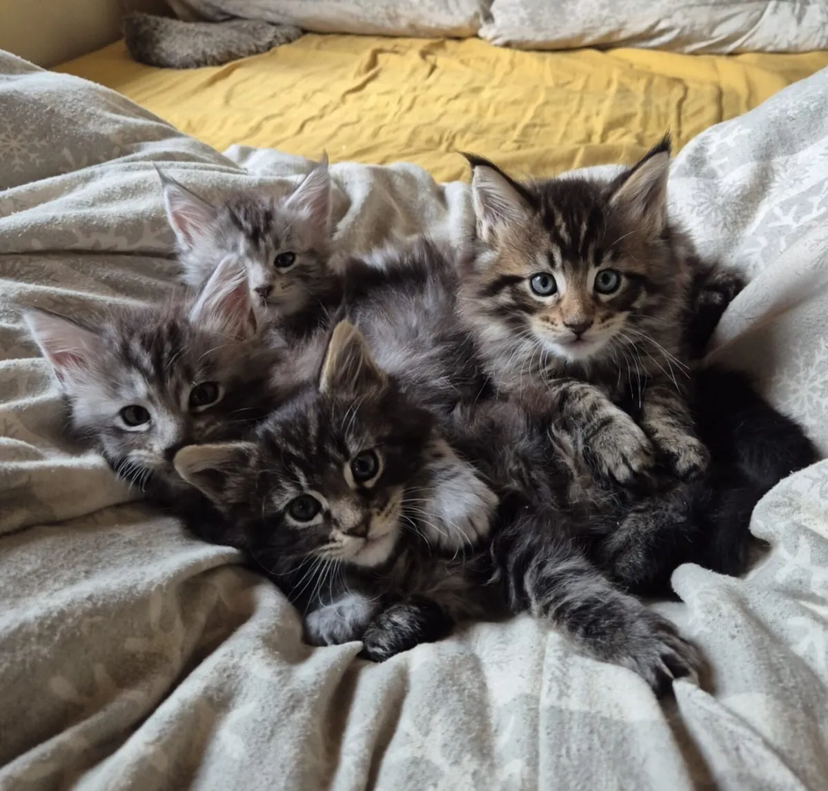 Adorable maine coon kittens - Image 1