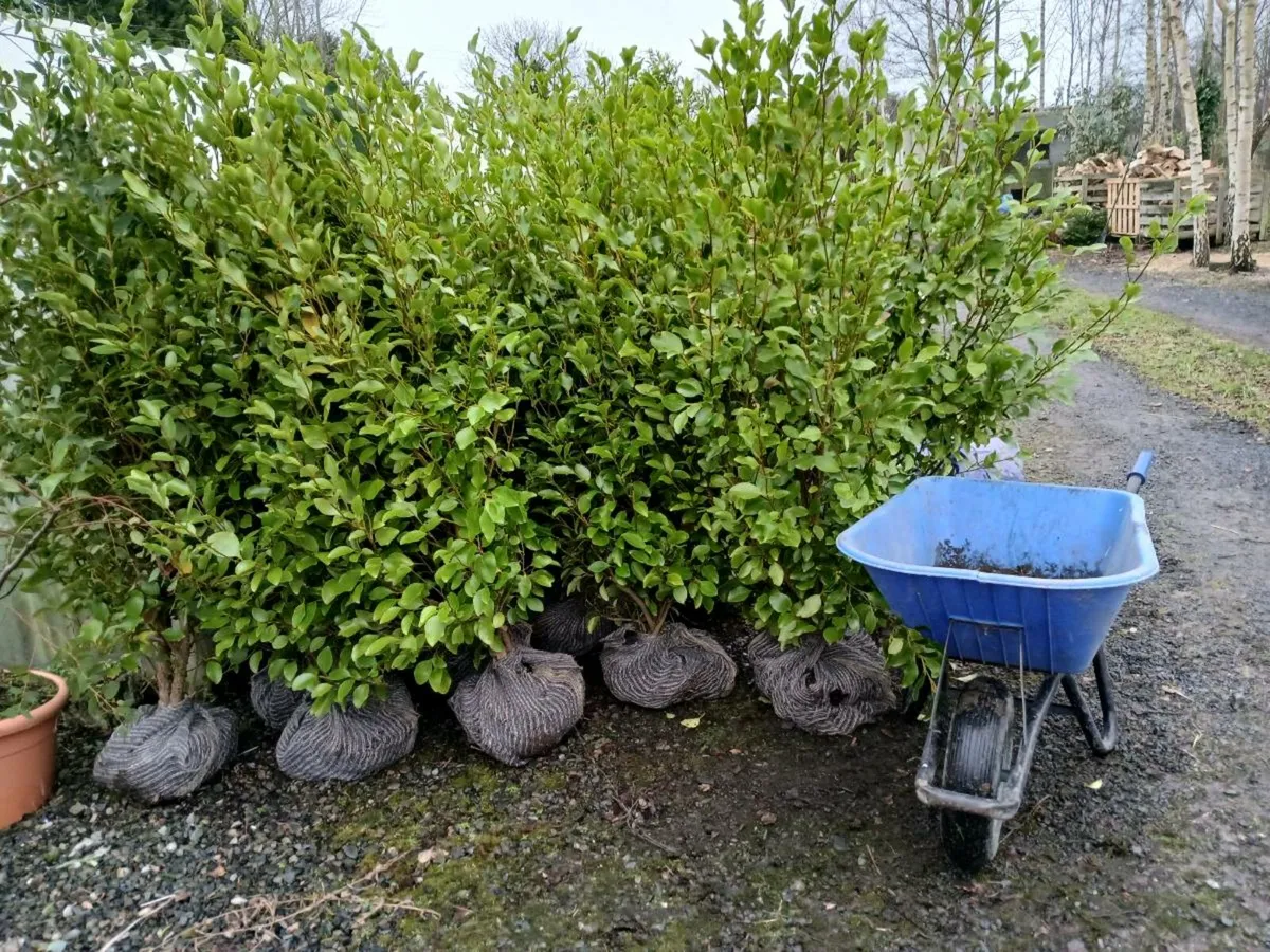 Evergreen Hedging - Image 1