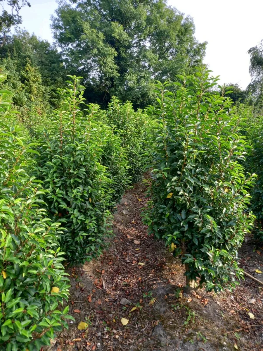 Evergreen Hedging - Image 4