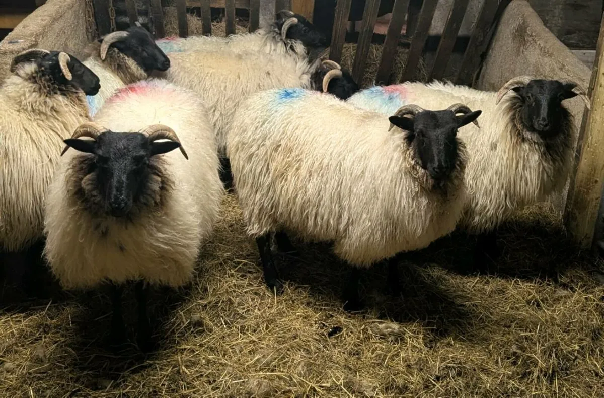 Blackface Ewe Lambs - Image 1