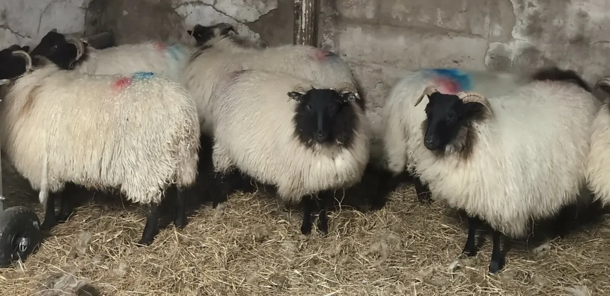 Blackface Ewe Lambs - Image 2