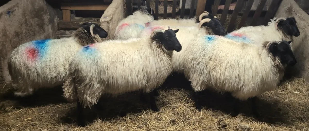 Blackface Ewe Lambs - Image 3