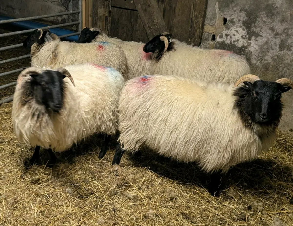 Blackface Ewe Lambs - Image 4