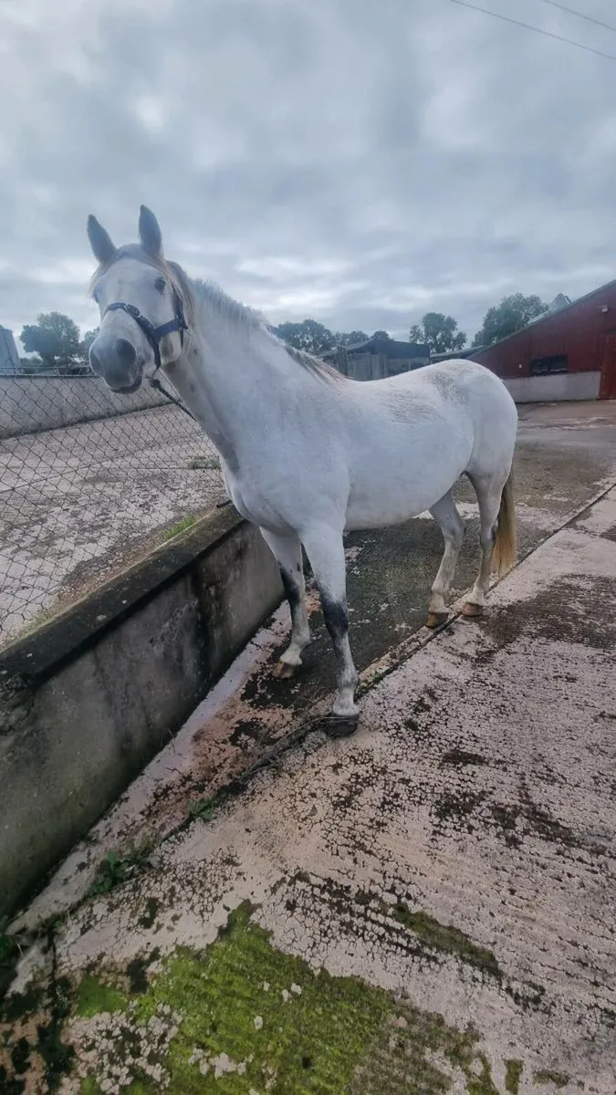 Brood mare - Image 1