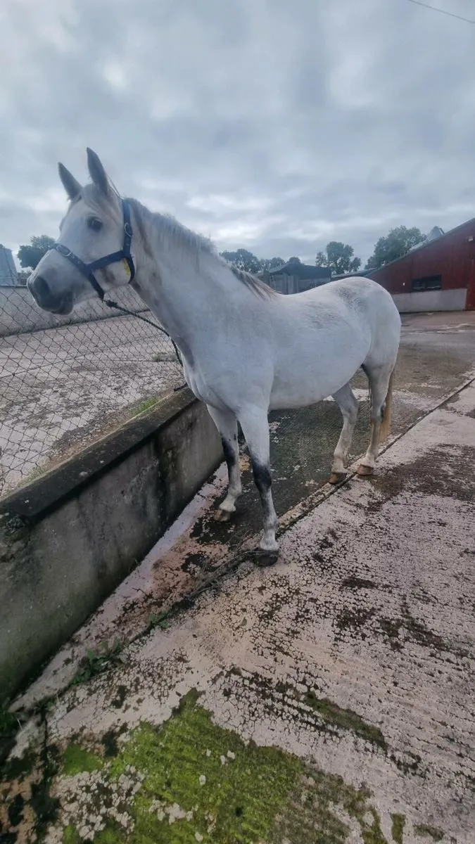 Brood mare - Image 2