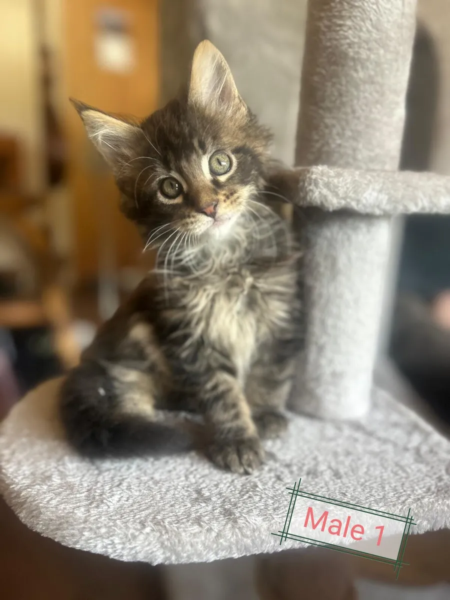 Adorable maine coon kittens - Image 2
