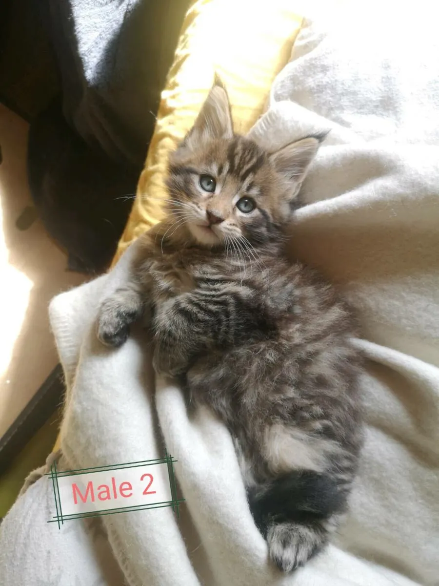 Adorable maine coon kittens - Image 3