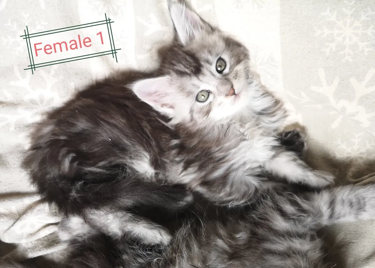 Adorable maine coon kittens - Image 4