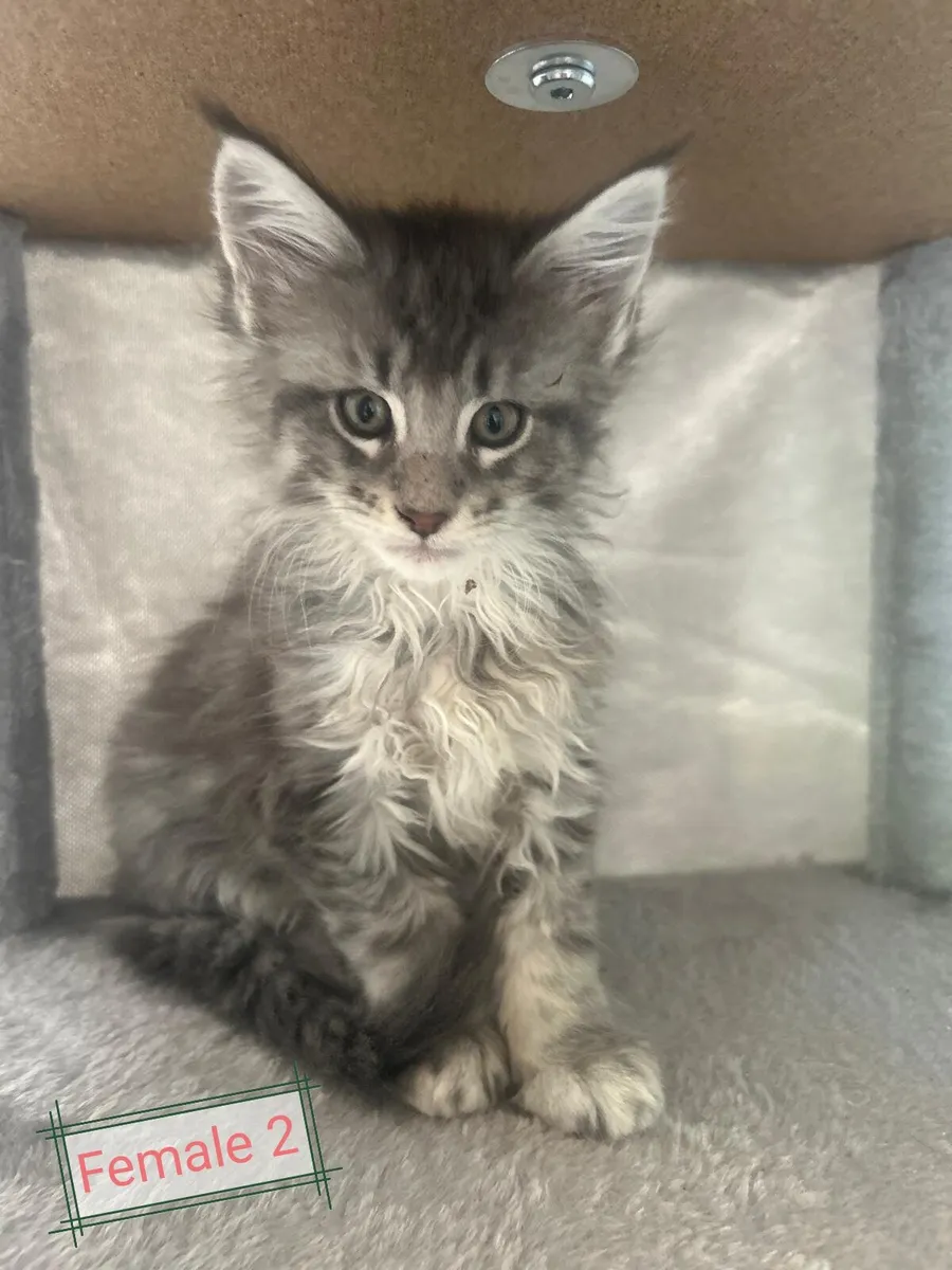 Adorable maine coon kittens - Image 4