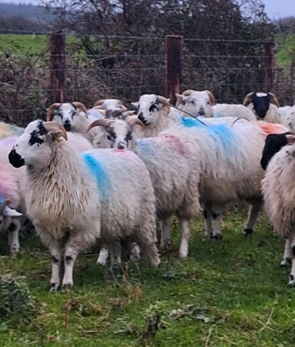 30 Crossbred Ram Lambs - Image 1