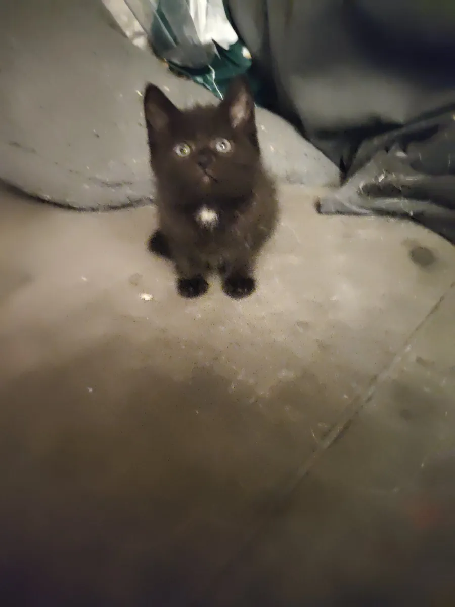 Kittens - Image 3