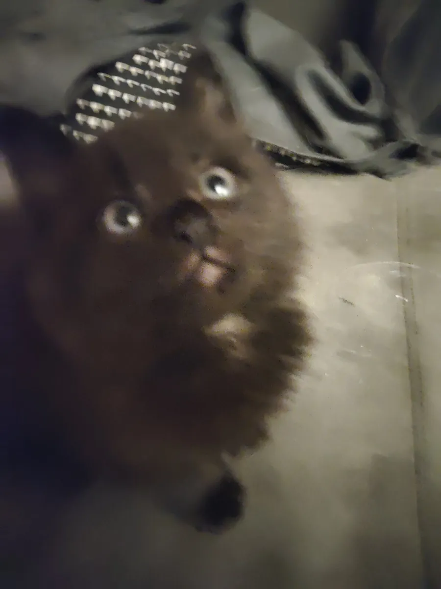 Kittens - Image 4