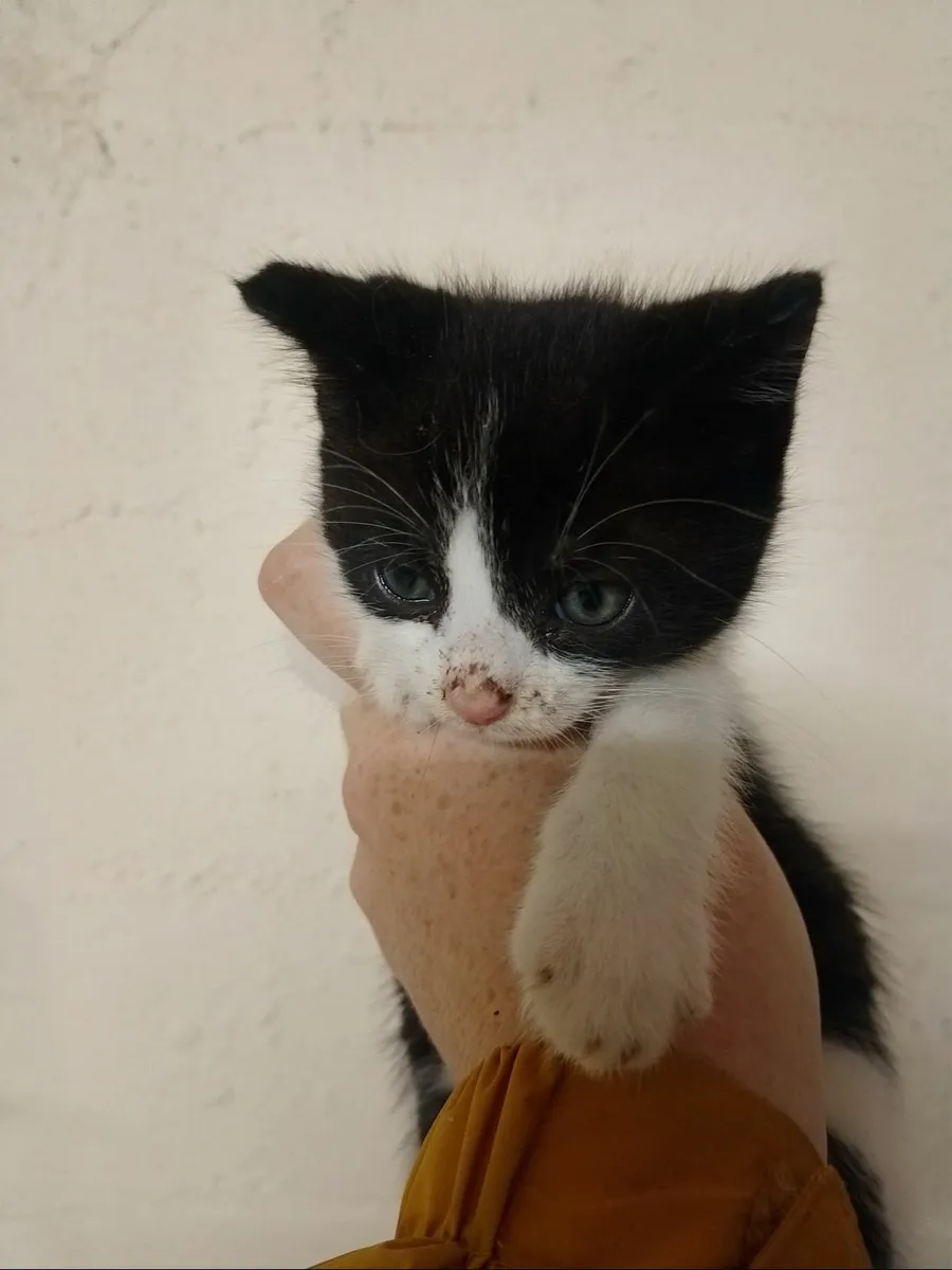 Kittens - Image 2