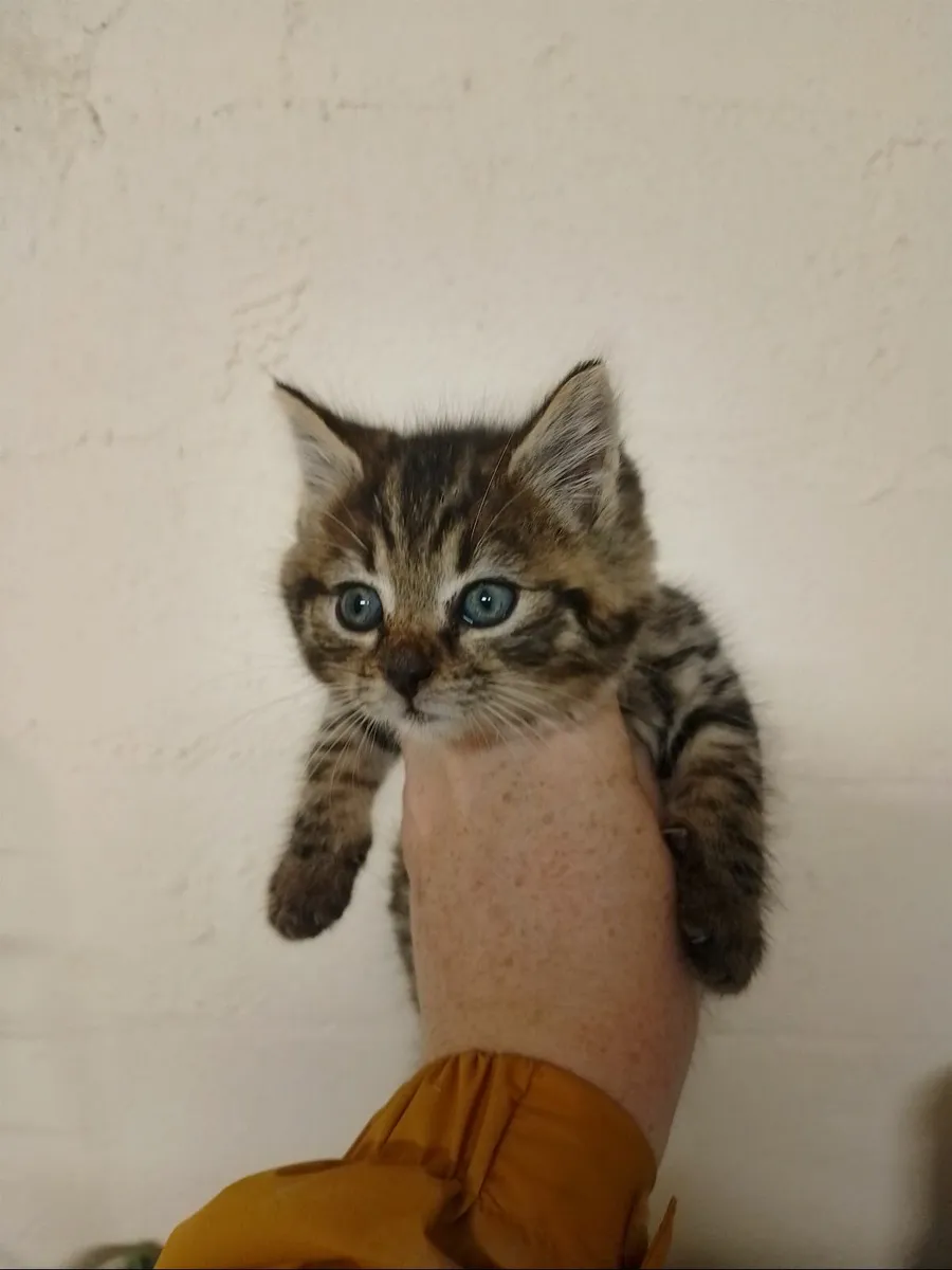 Kittens - Image 3