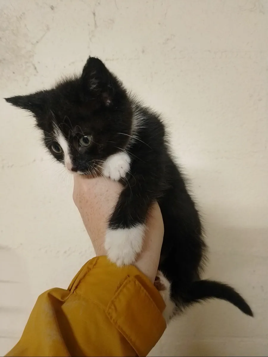 Kittens - Image 4
