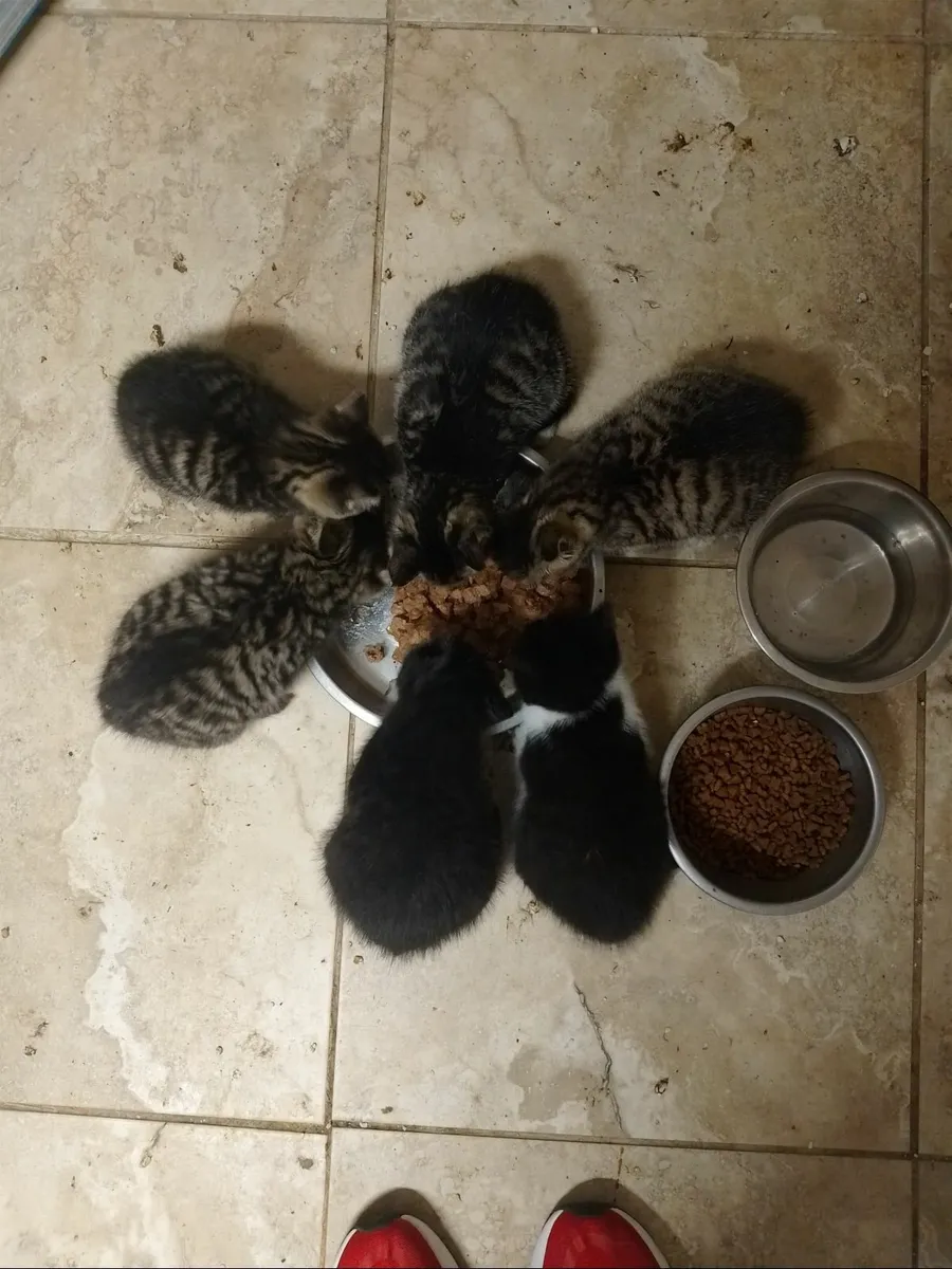 Kittens - Image 1