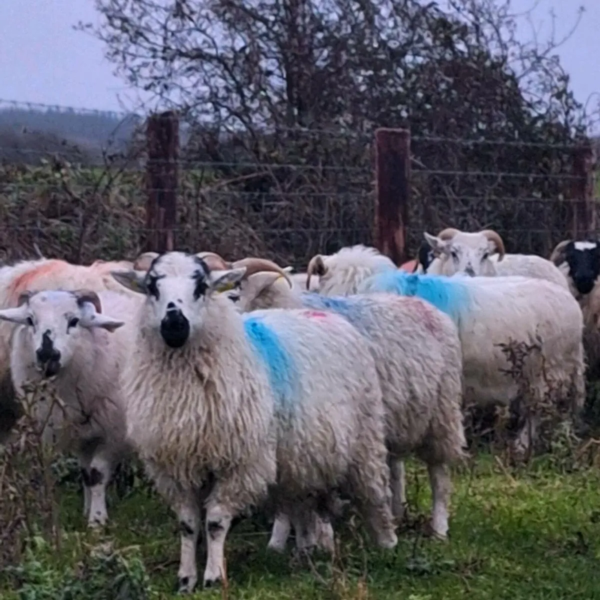 30 Crossbred Ram Lambs - Image 2