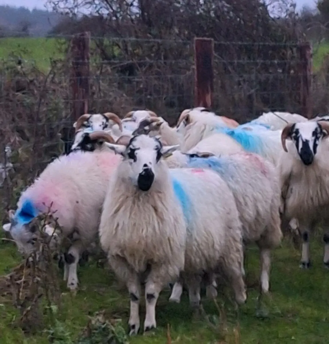 30 Crossbred Ram Lambs - Image 3