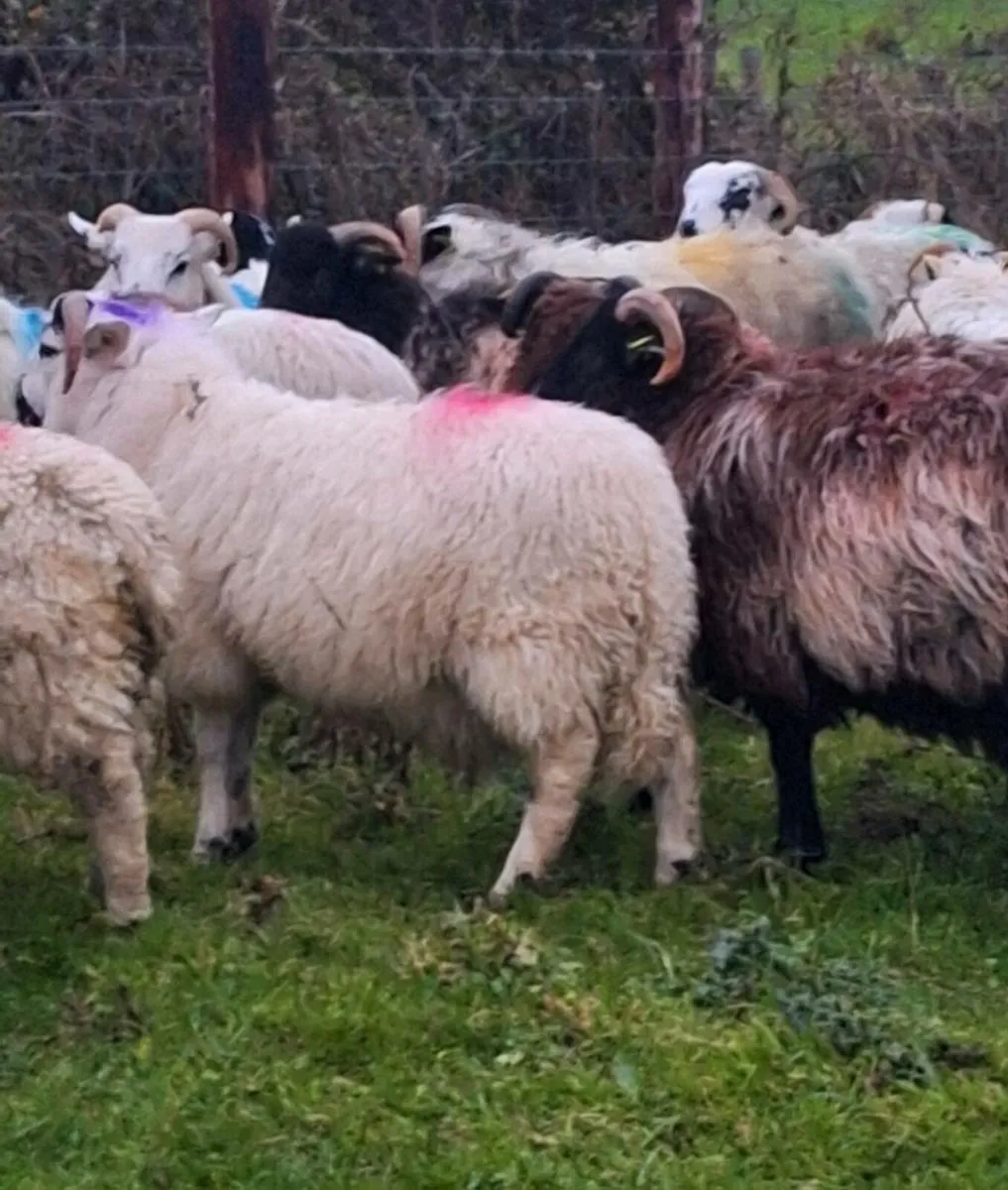30 Crossbred Ram Lambs - Image 4