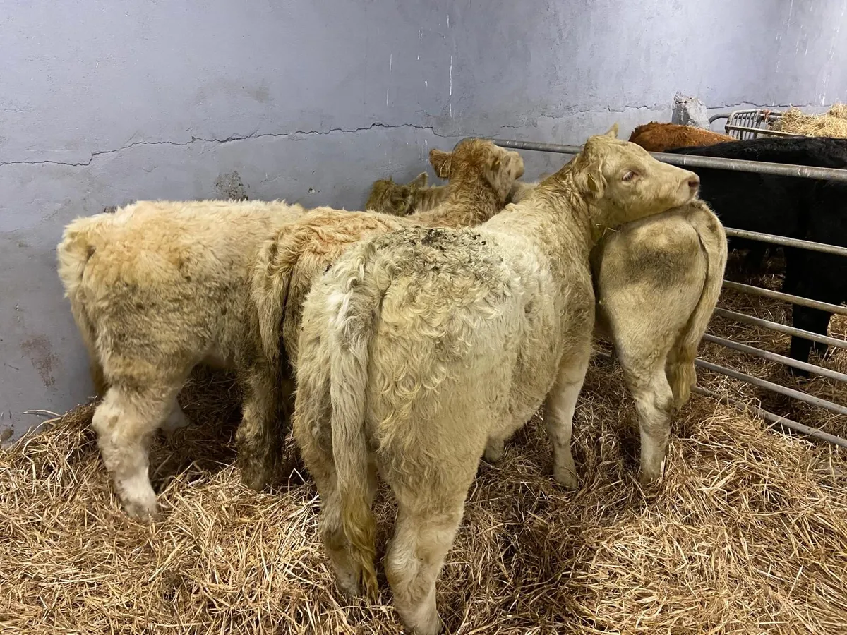 SUPER CHAROLAIS HEIFERS - Image 1