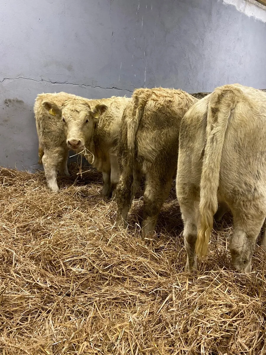 SUPER CHAROLAIS HEIFERS - Image 2