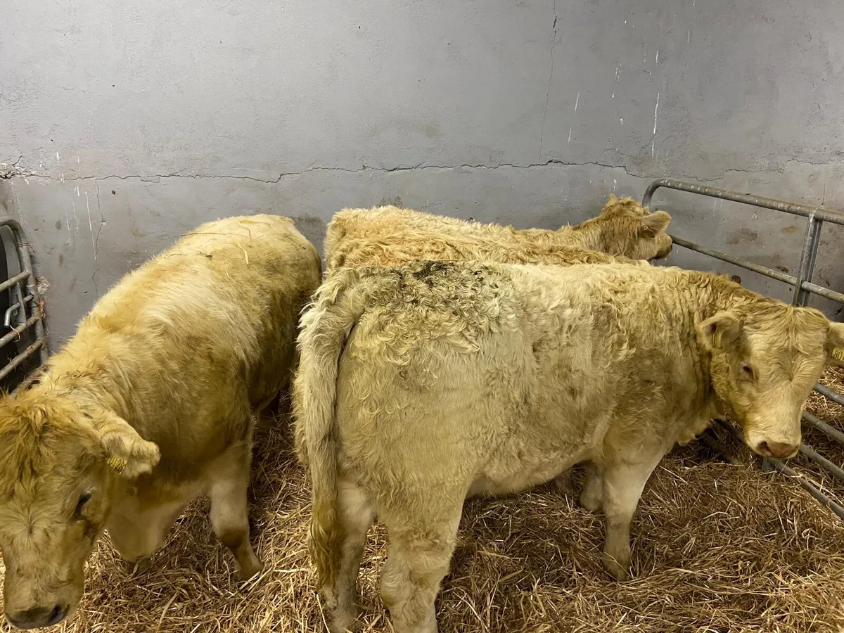 SUPER CHAROLAIS HEIFERS - Image 3
