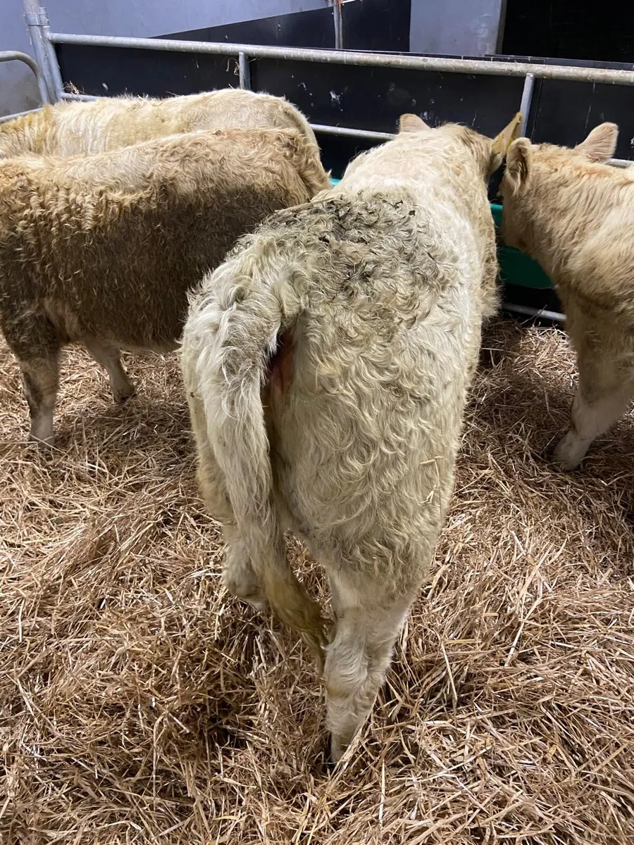 SUPER CHAROLAIS HEIFERS - Image 4