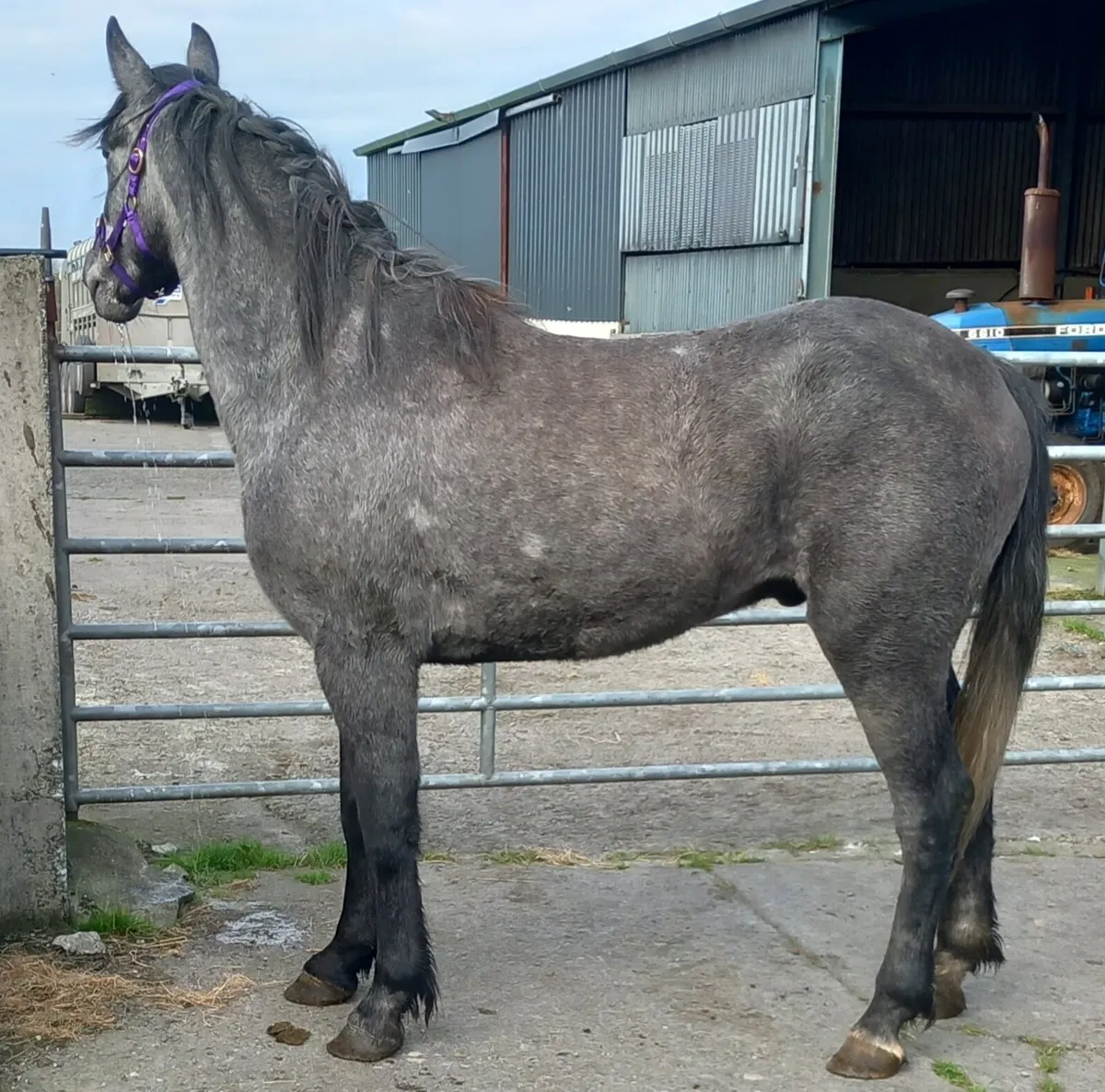 DRAFT X COB - Image 1