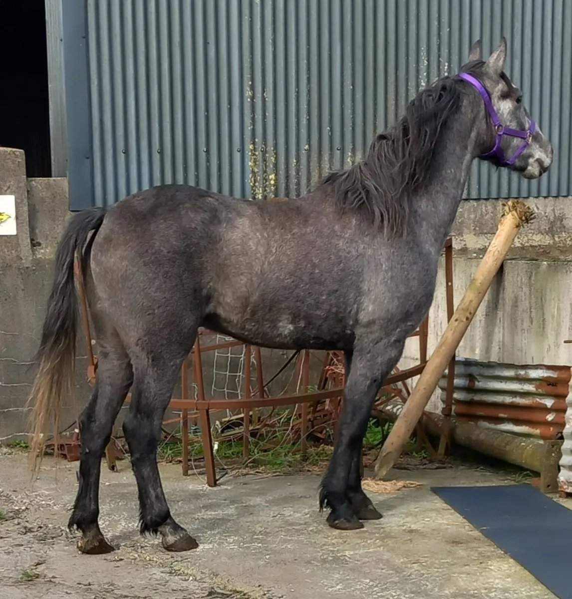 DRAFT X COB - Image 2