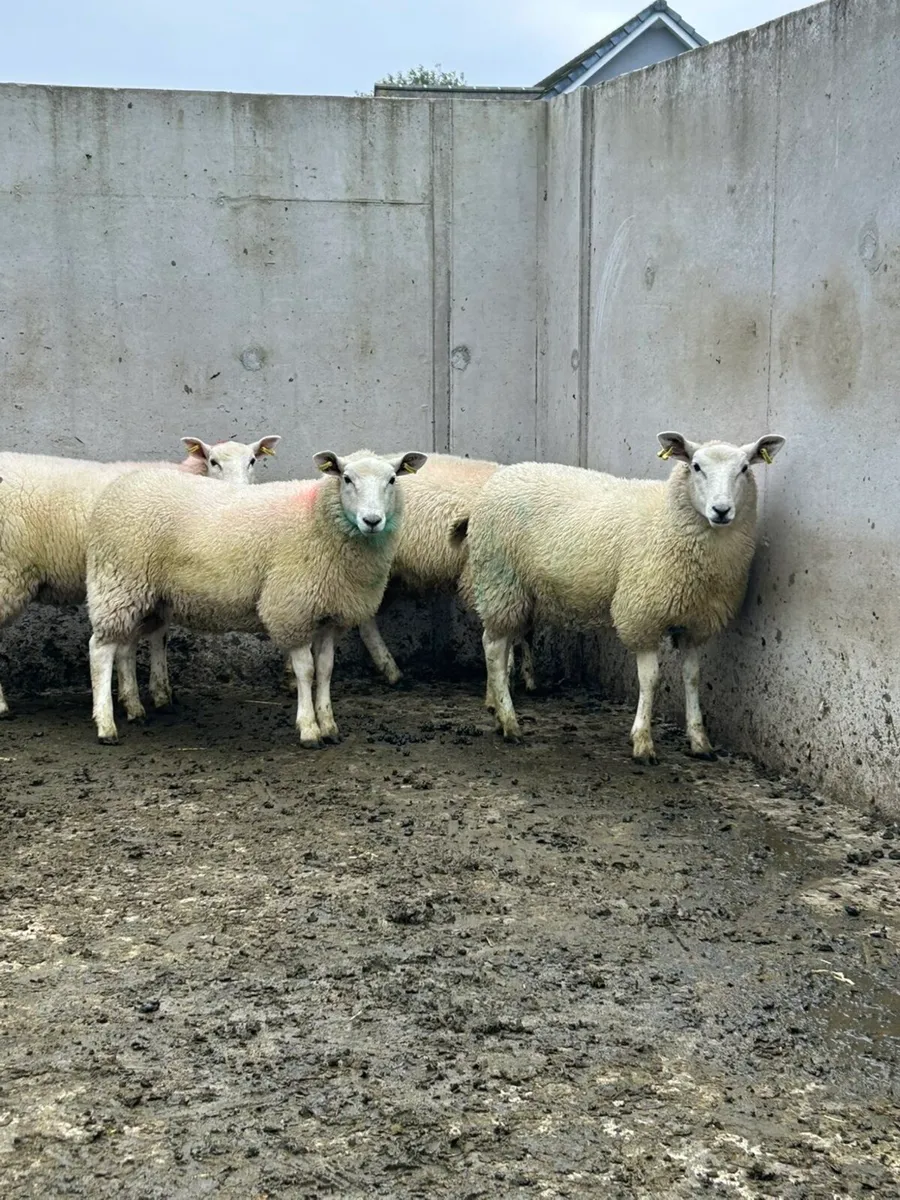 Leyn Ewe lambs - Image 1