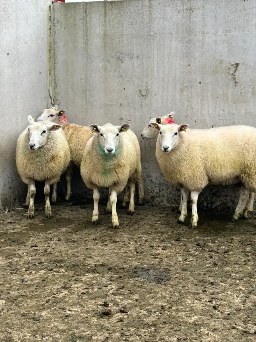 Leyn Ewe lambs - Image 2