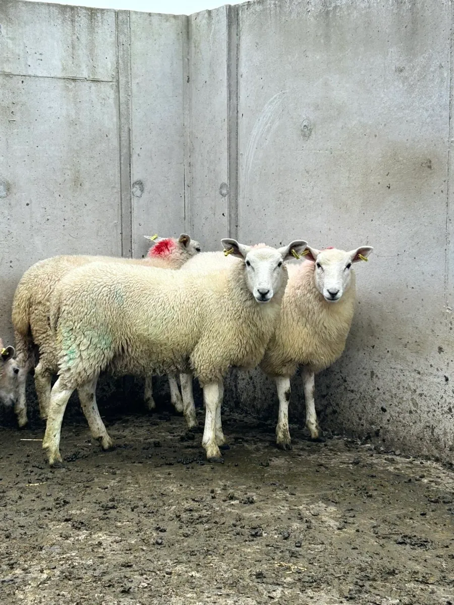 Leyn Ewe lambs - Image 3