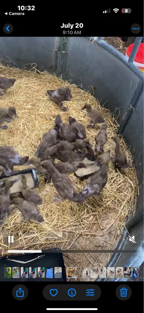Khaki Cambel ducks