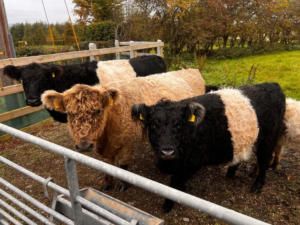 Belted Galloway cows with calves - Image 1