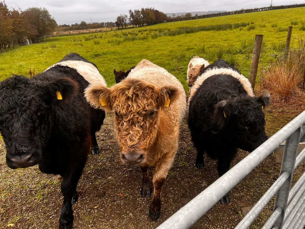 Belted Galloway cows with calves - Image 2