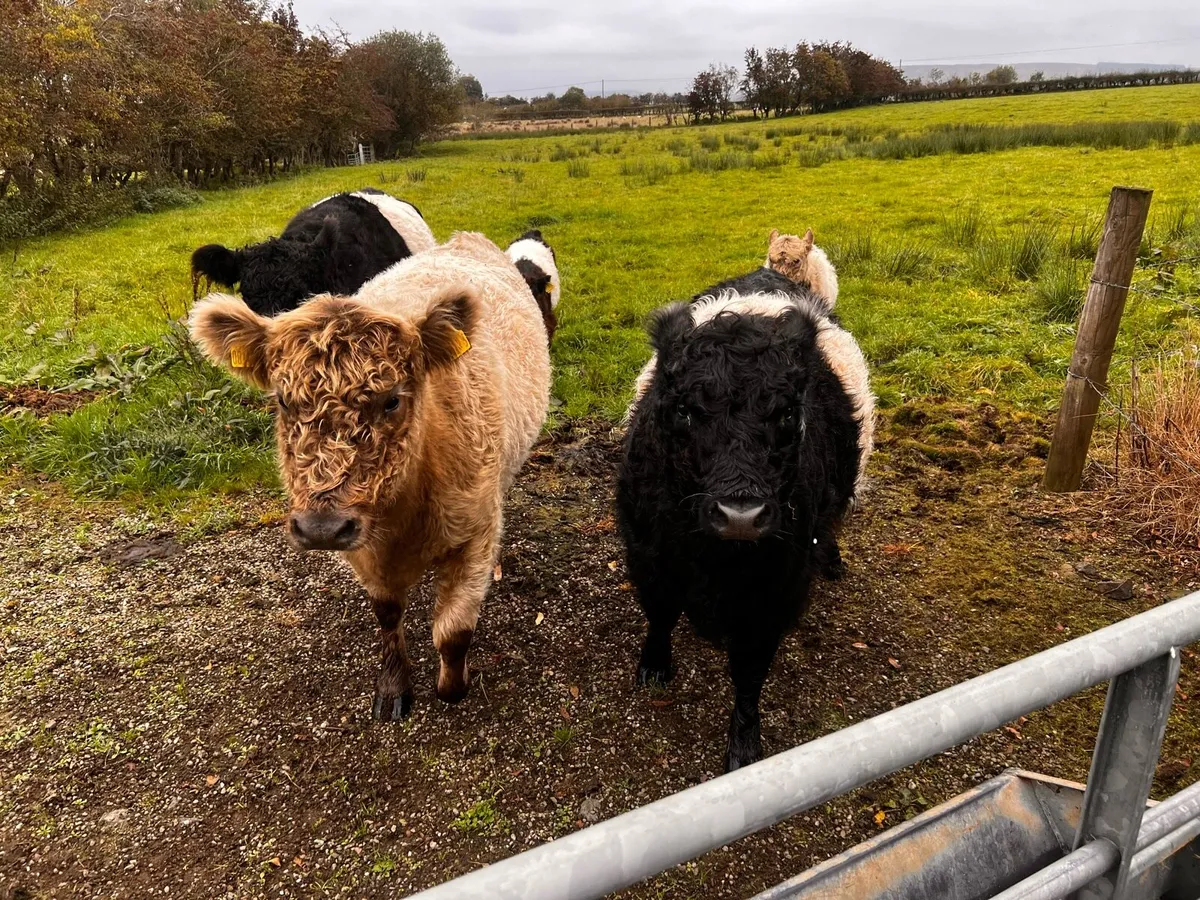 Belted Galloway cows with calves - Image 3