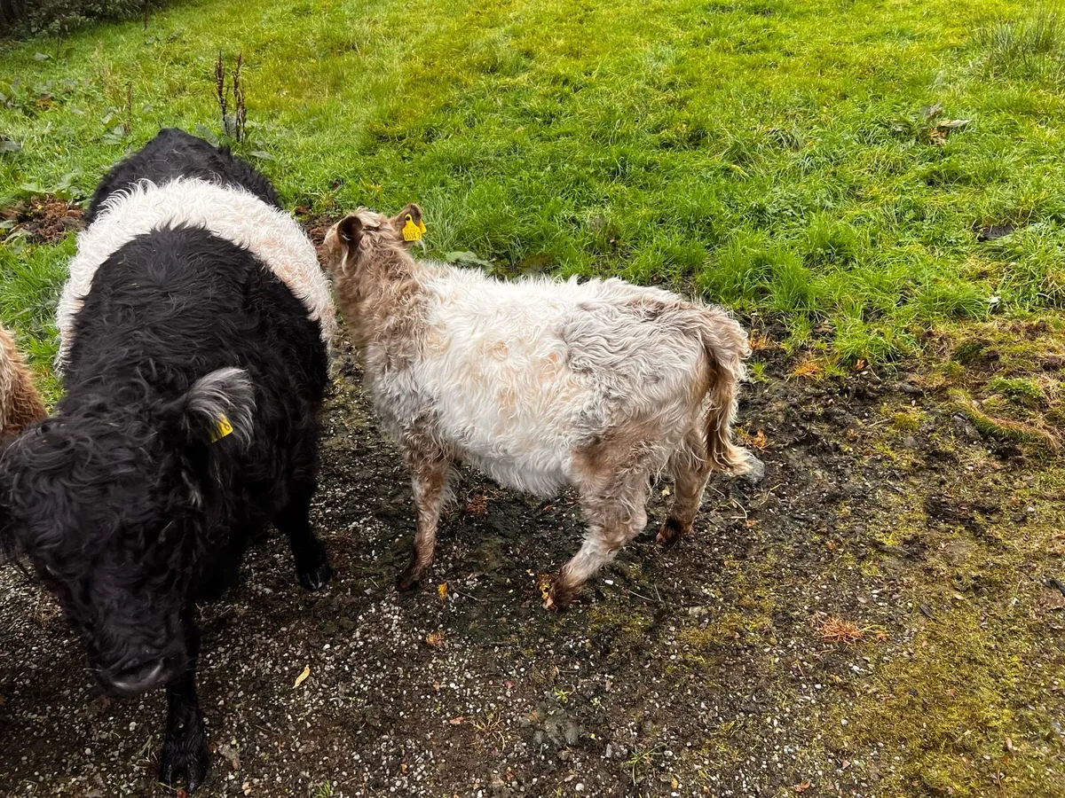 Belted Galloway cows with calves - Image 4