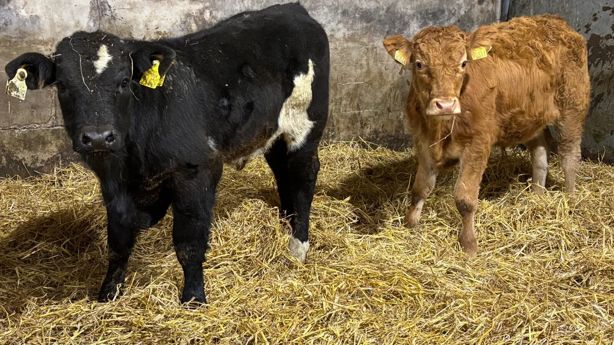 2 Quality Limousin Bull Wealings - Image 3
