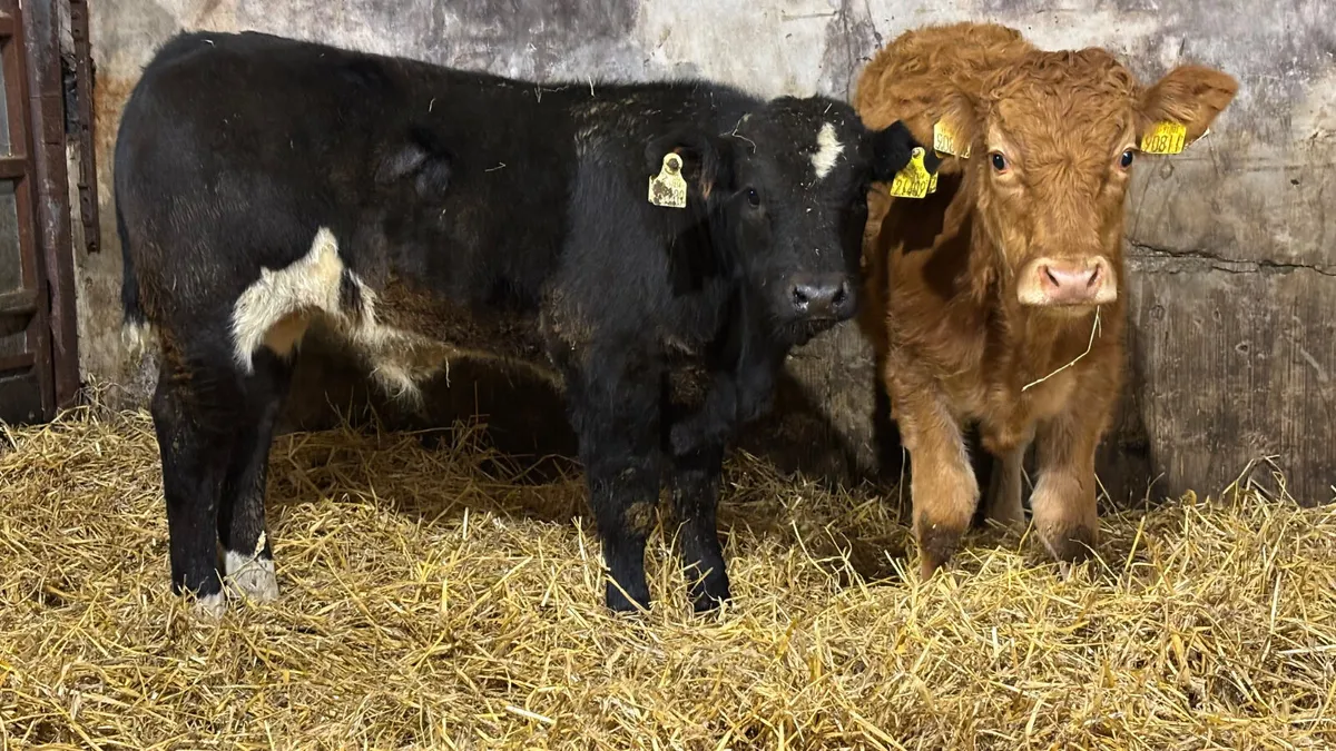 2 Quality Limousin Bull Wealings - Image 1