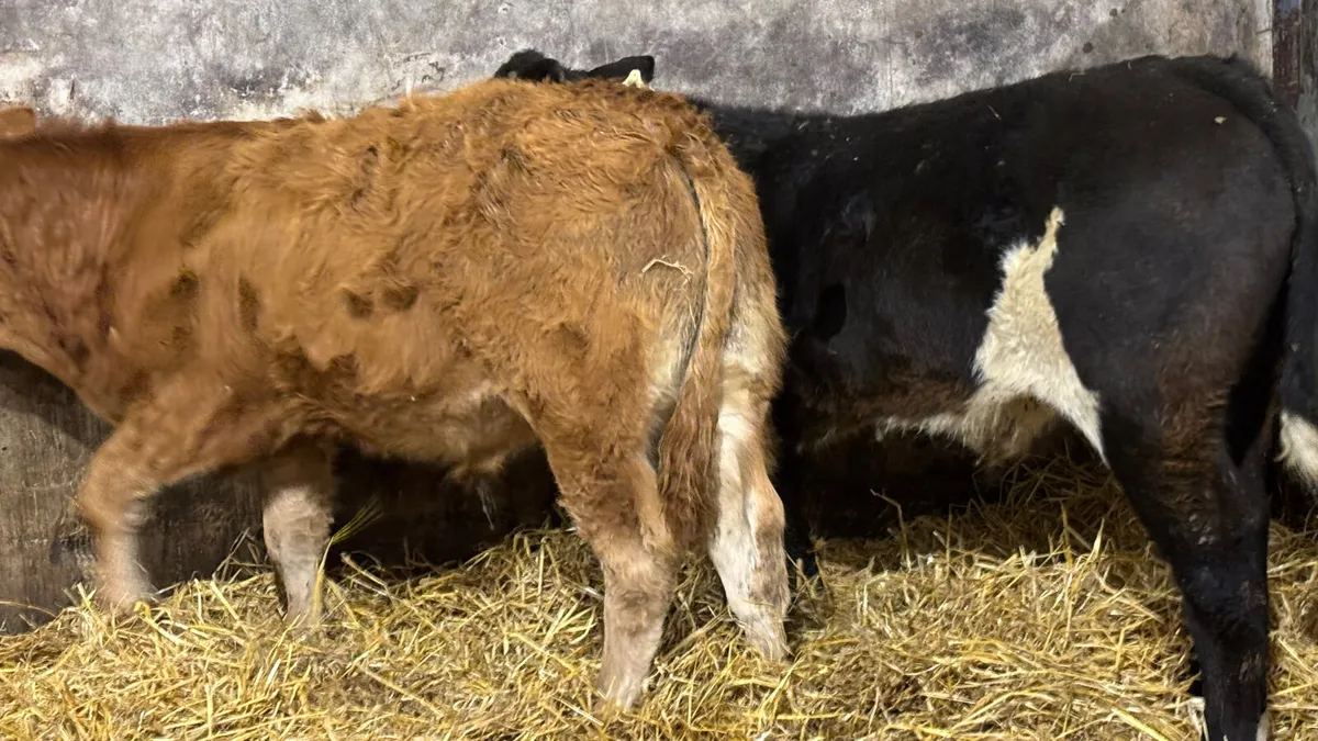 2 Quality Limousin Bull Wealings - Image 2
