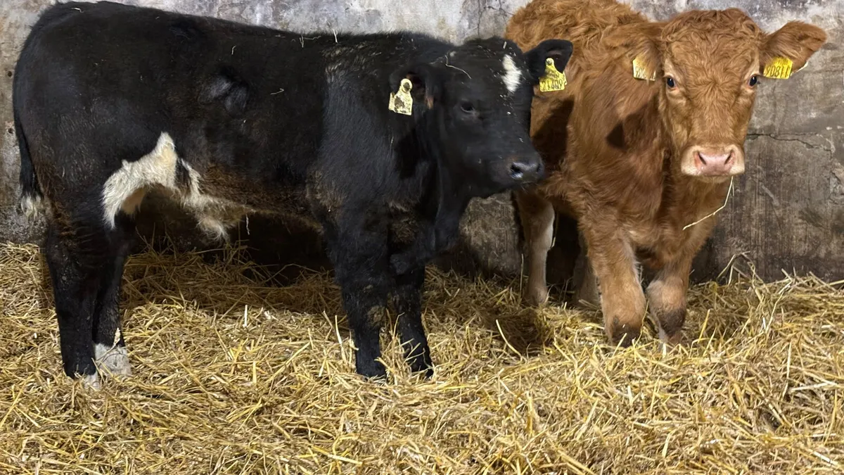 2 Quality Limousin Bull Wealings - Image 4