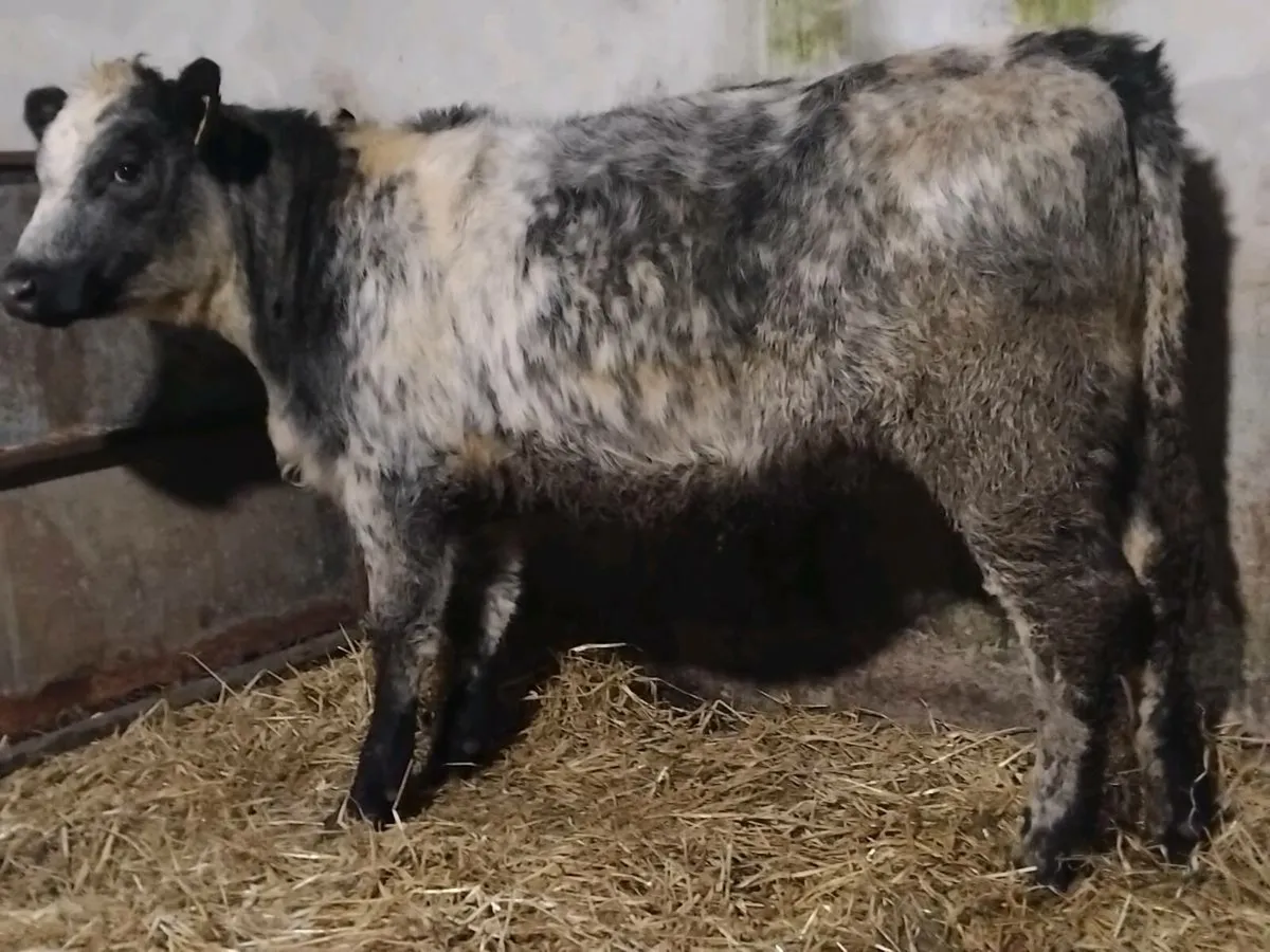 Blue Angus Weanling Heifer - Image 1