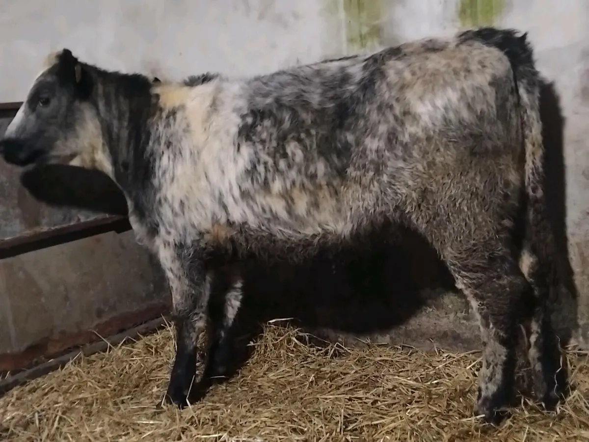 Blue Angus Weanling Heifer - Image 2