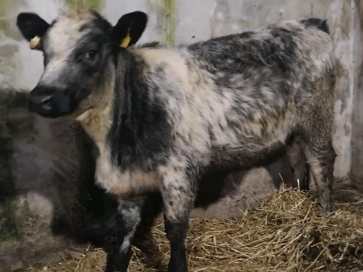 Blue Angus Weanling Heifer - Image 3